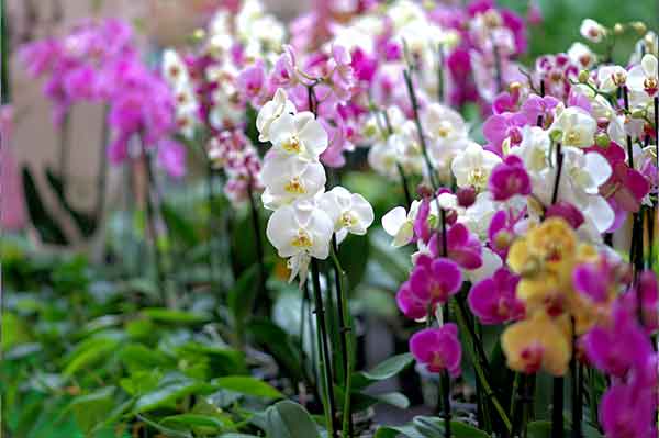 La Orquídea en Feng Shui
