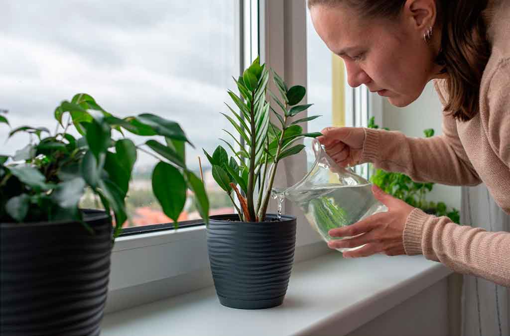las plantas reducen estrés en casa